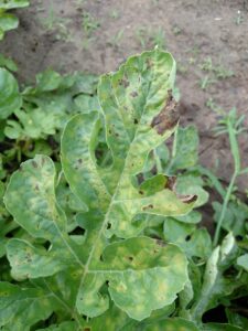 Downy mildew of watermelon, chlorotic and necrotic lesions. 