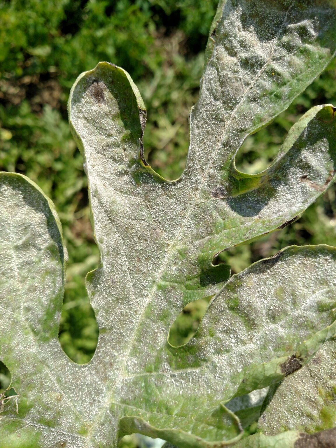 powdery-mildew-of-watermelon-purdue-university-vegetable-crops-hotline