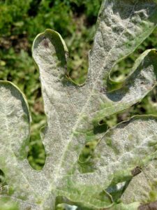 Severely affected leaf of watermelon with powdery mildew.