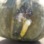 Figure 1. Oozing on a winter squash fruit during storage.