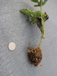 Root knot nematode of Watermelon | Purdue University Vegetable Crops ...
