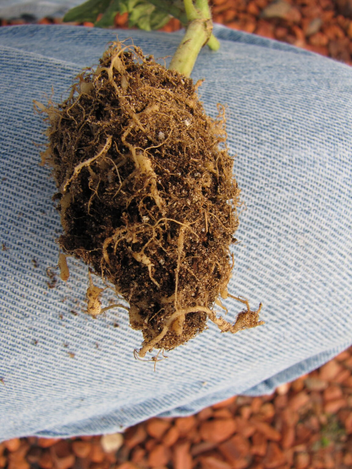 Root knot nematode of Watermelon Purdue University Vegetable Crops