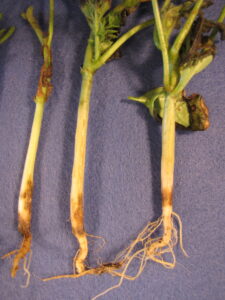 Black root rot of watermelon on hypocotyl
