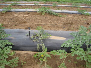Wilt of watermelon due to black root rot