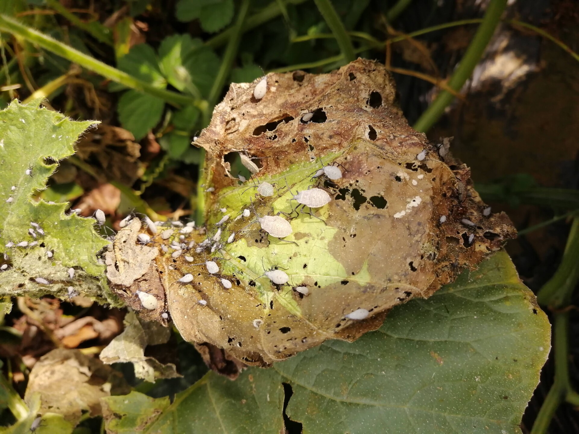 What Happened to the Winter Squash? Purdue University Vegetable Crops