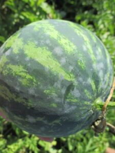 Powdery mildew of watermelon fruit. 