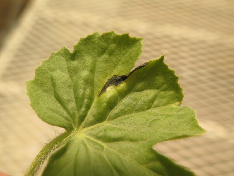 Bacterial fruit blotch of Watermelon | Purdue University Vegetable ...