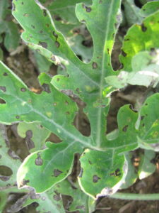 Cercospora leaf spot of watermelon