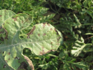Close up of Cercospora leaf spot on watermelon.