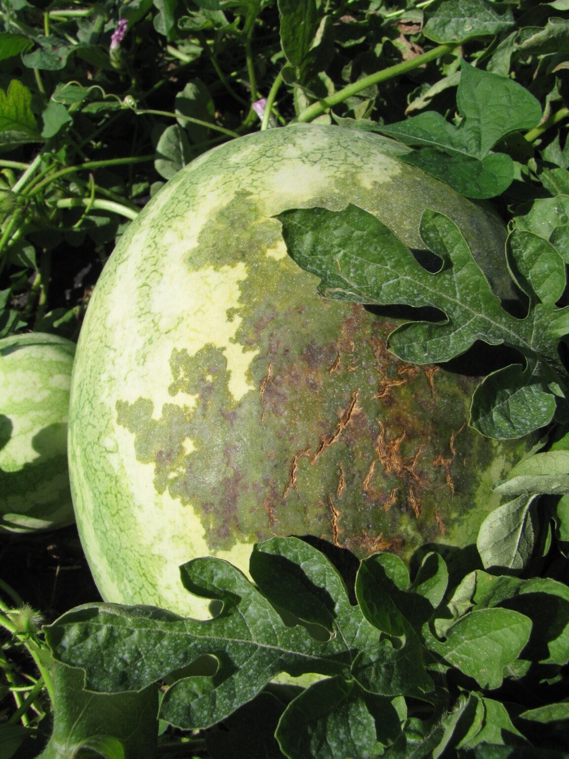 Bacterial fruit blotch of Watermelon Purdue University Vegetable