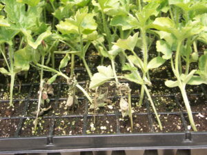 Clustered distrubtion of Fusarium wilt of watermelon in transplant trays. 
