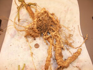 Root knot nematode galls-severe