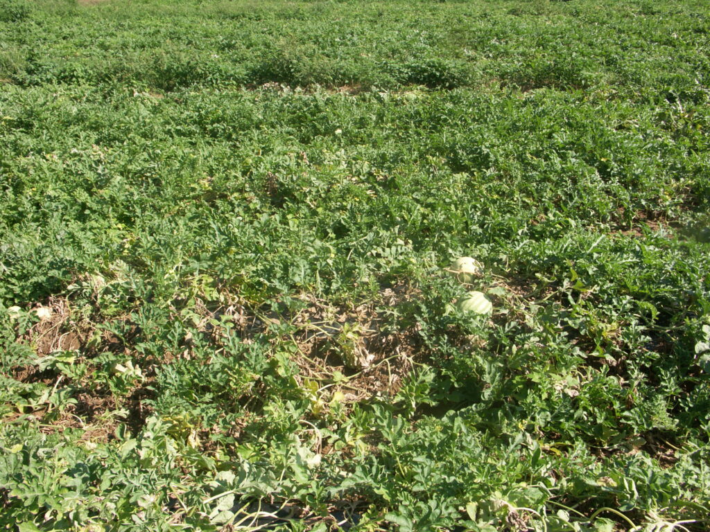 Fusarium Wilt Of Watermelon Purdue University Vegetable Crops Hotline