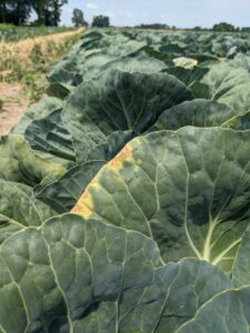 Black rot on cabbage