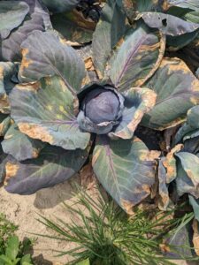 Black rot of cabbage