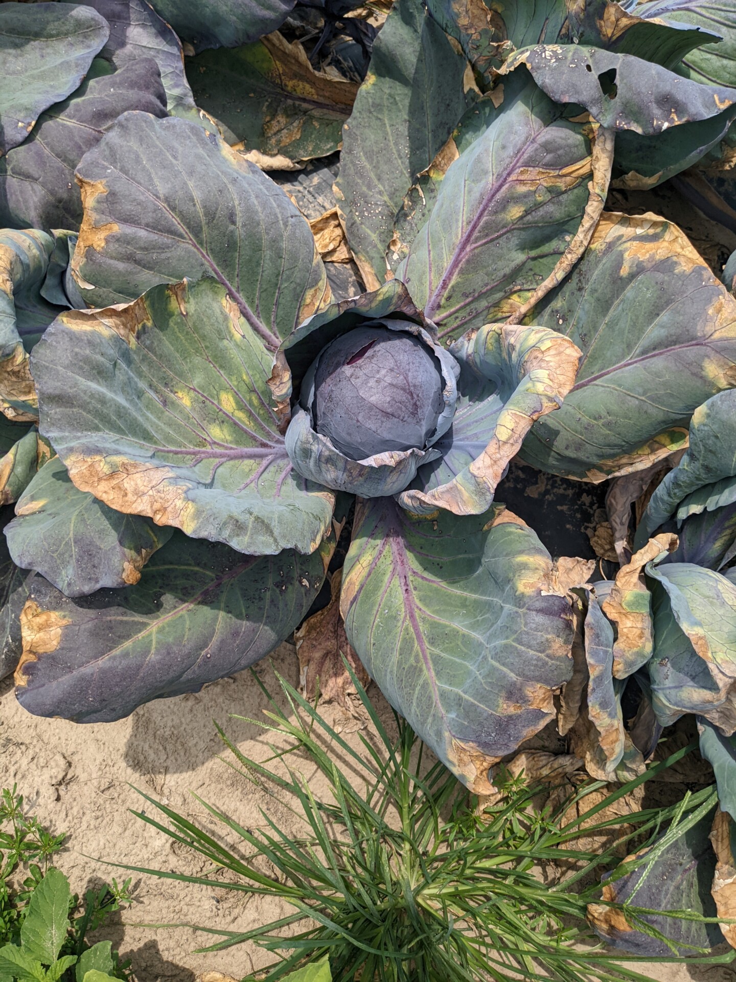 black-rot-of-brassica-crops-purdue-university-vegetable-crops-hotline