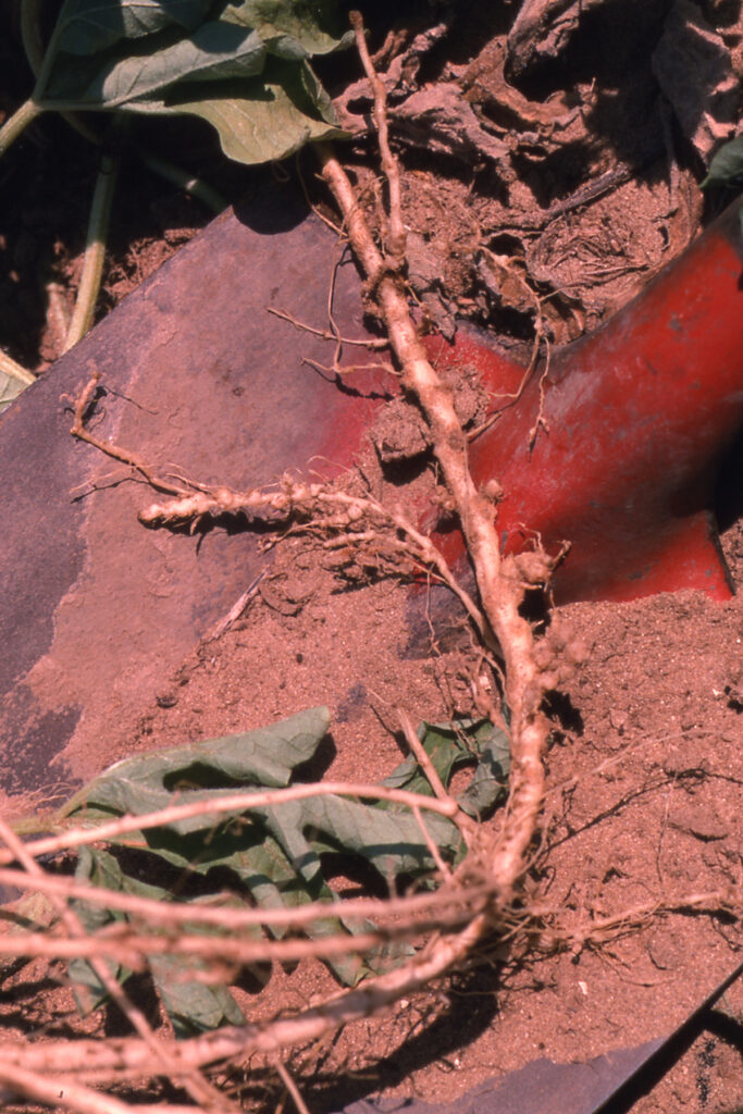 Root knot nematode of Watermelon | Purdue University Vegetable Crops ...