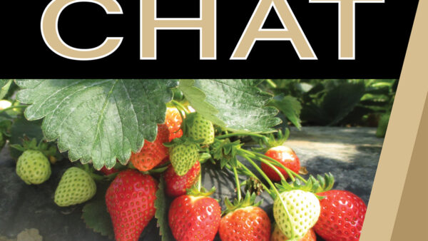 Strawberry Chat Update  