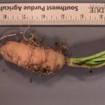 Figure 1. Root-knot nematode damage on a carrot.