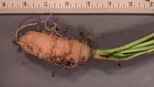 Root-knot Nematode may be a Hidden Problem in High Tunnels  