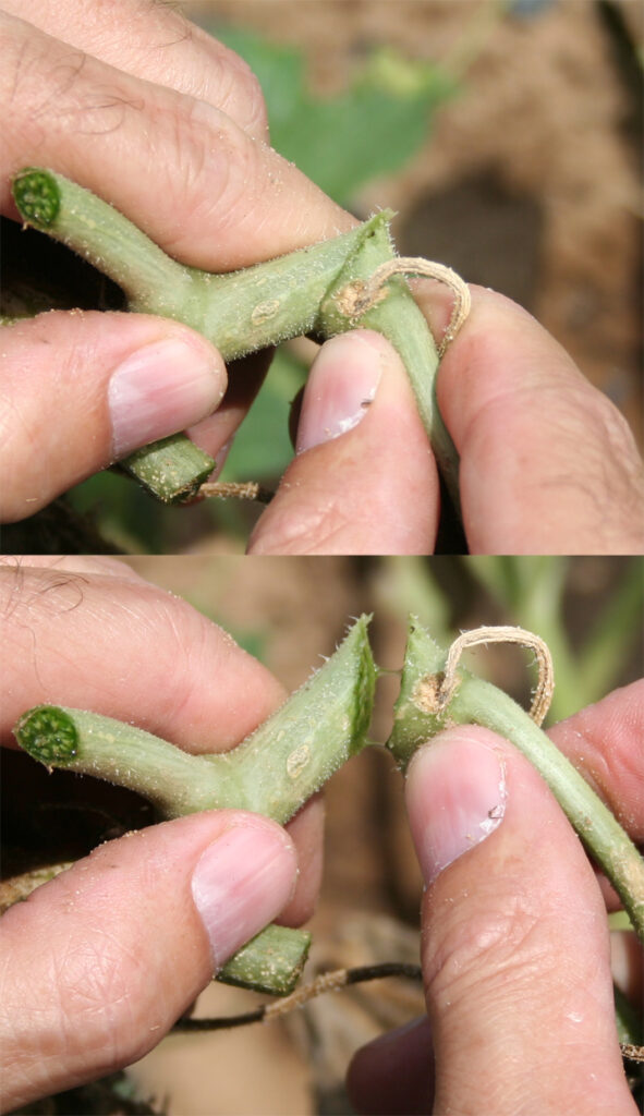 Bacterial wilt of Cantaloupe Purdue University Vegetable Crops Hotline