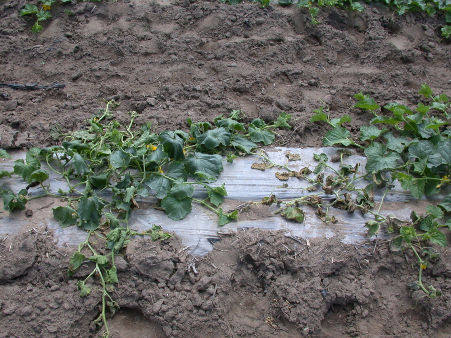 Bacterial wilt of Cantaloupe Purdue University Vegetable Crops Hotline