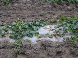 bacterial wilt on cantaloupe
