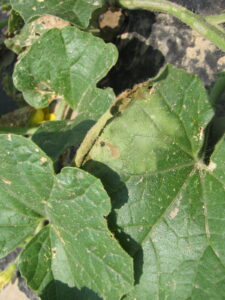 bacterial wilt of cantaloupe