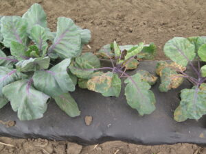 Black rot of a brassica crop (cole crop). 