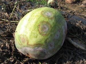 Pcap of watermelon