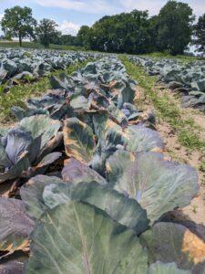 Row of black rot cabbage. 