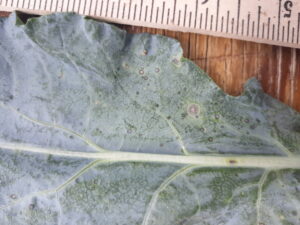 Figure 4. Alternaria leaf spot lesions on a mature broccoli leaf.