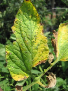 Bacterial spot of tomato-leaf symptoms