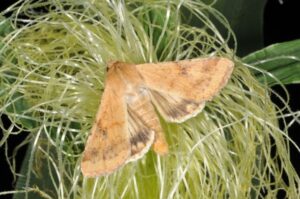 Corn Earworm Adult