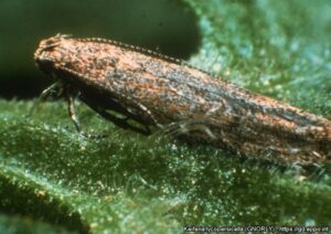 Tomato pinworm adult 