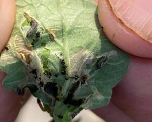 Tomato pinworm larvae