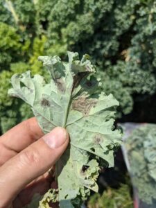 Alternaria leaf spot on Kale. 