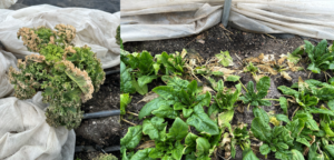 Fig. 2. Kale and spinach grown in a high tunnel were damaged by the low temperatures on Dec. 22, 2023 in central Indiana 