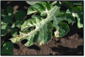 Mild and temporary Optogen® bleaching symptoms on a watermelon leaf.