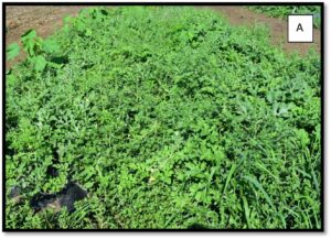 Plots from 2022 research trials in watermelon: A) Weedy control and B) Chateau plus Dual Magnum pre-transplanting followed by Optogen at layby.