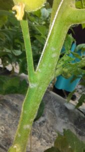  Lesions of powdery mildew of tomato on stem.