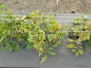 Chlorosis due to tomato spotted wilt virus.