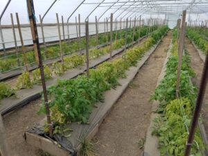 Wide spread symptoms of tomato spotted wilt symptoms in greenhouse.