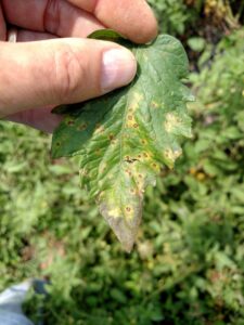 Septoria leaf spot of tomato. Note brown margin and gray center of lesions.