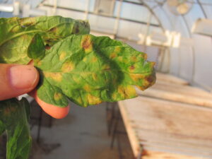 Cercospora leaf mold of tomato