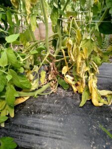 White mold (timber rot) of tomato. Lesion as base of plant leads to wilt.