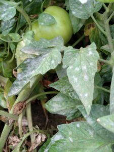 Powdery mildew of tomatoes has covered much of the leaf surfaces shown here.