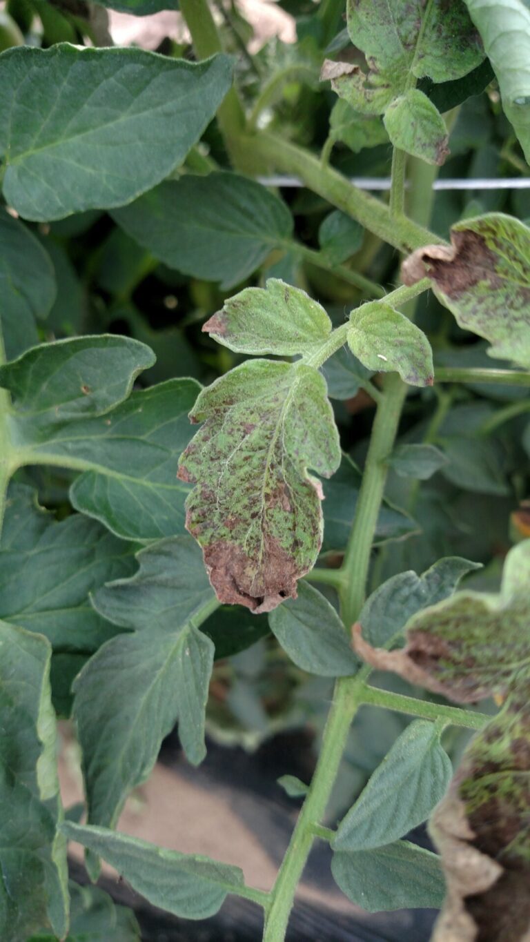 Tomato spotted wilt virus | Purdue University Vegetable Crops Hotline