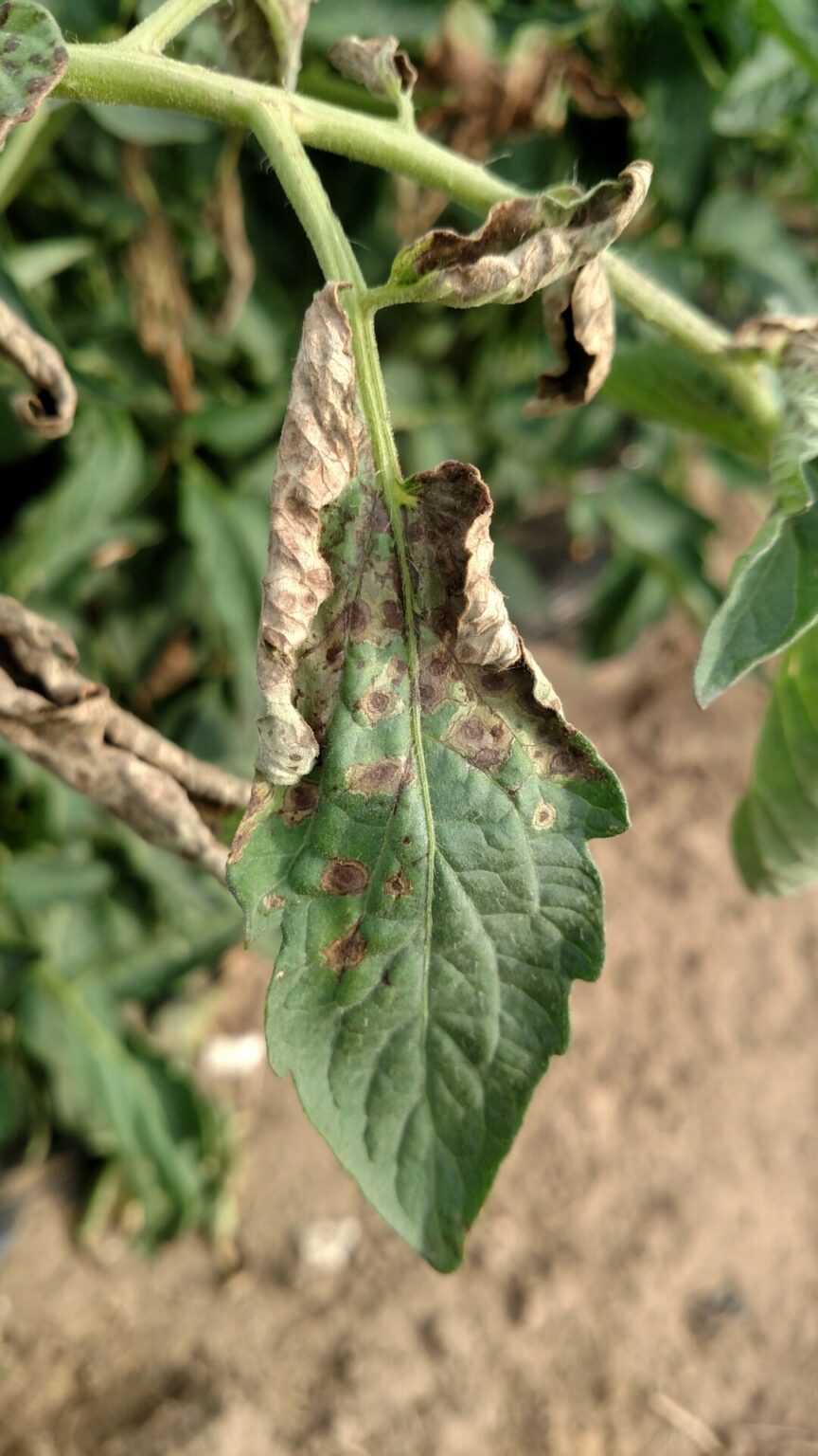 Tomato spotted wilt virus | Purdue University Vegetable Crops Hotline