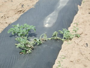 Figure 1. Fusarium wilt of watermelon often causes one vine to wilt while the rest of the plant appears unaffected. Symptoms of this disease often begin when plants are just starting to vine.